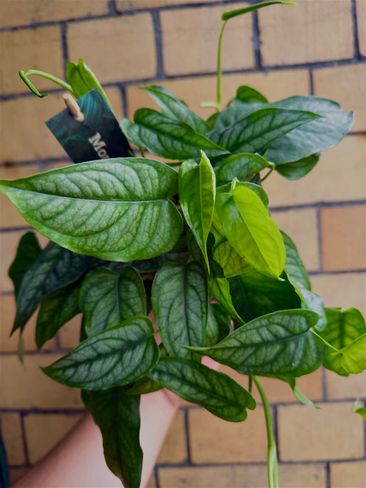 Monstera siltepecana