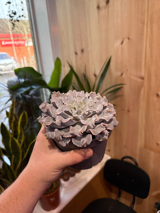 Echeveria Crispy Beauty 15cm XXL