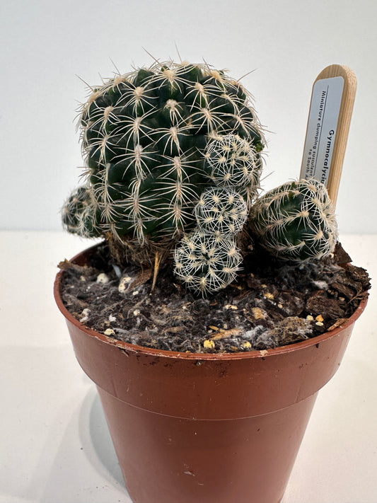 Gymnocalycium Bruchii