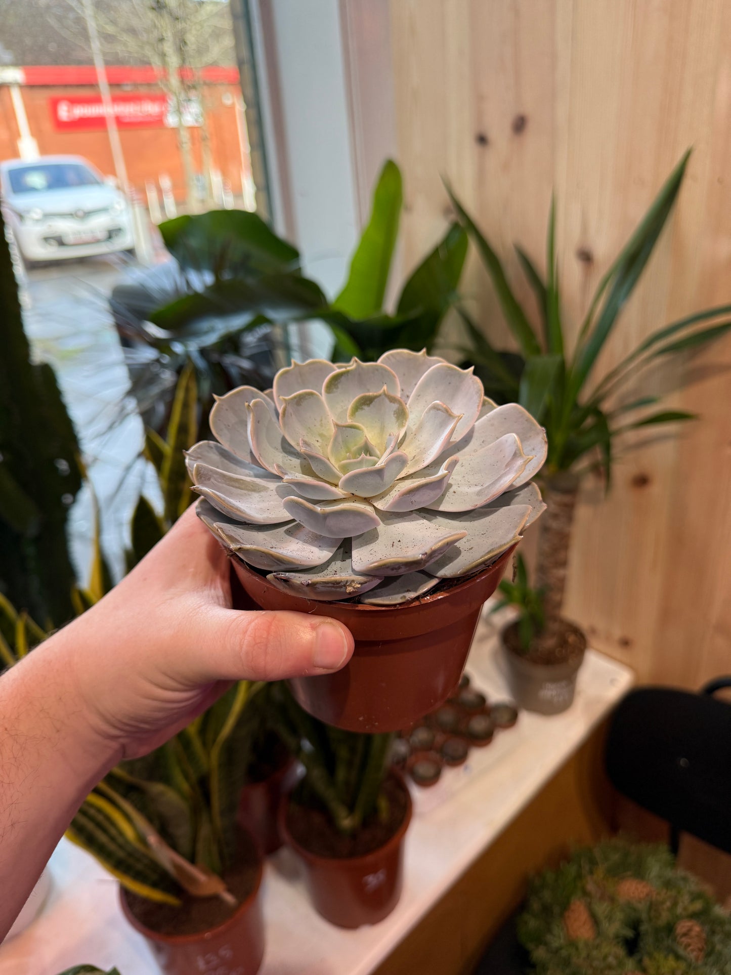 Echeveria lila china 15cm