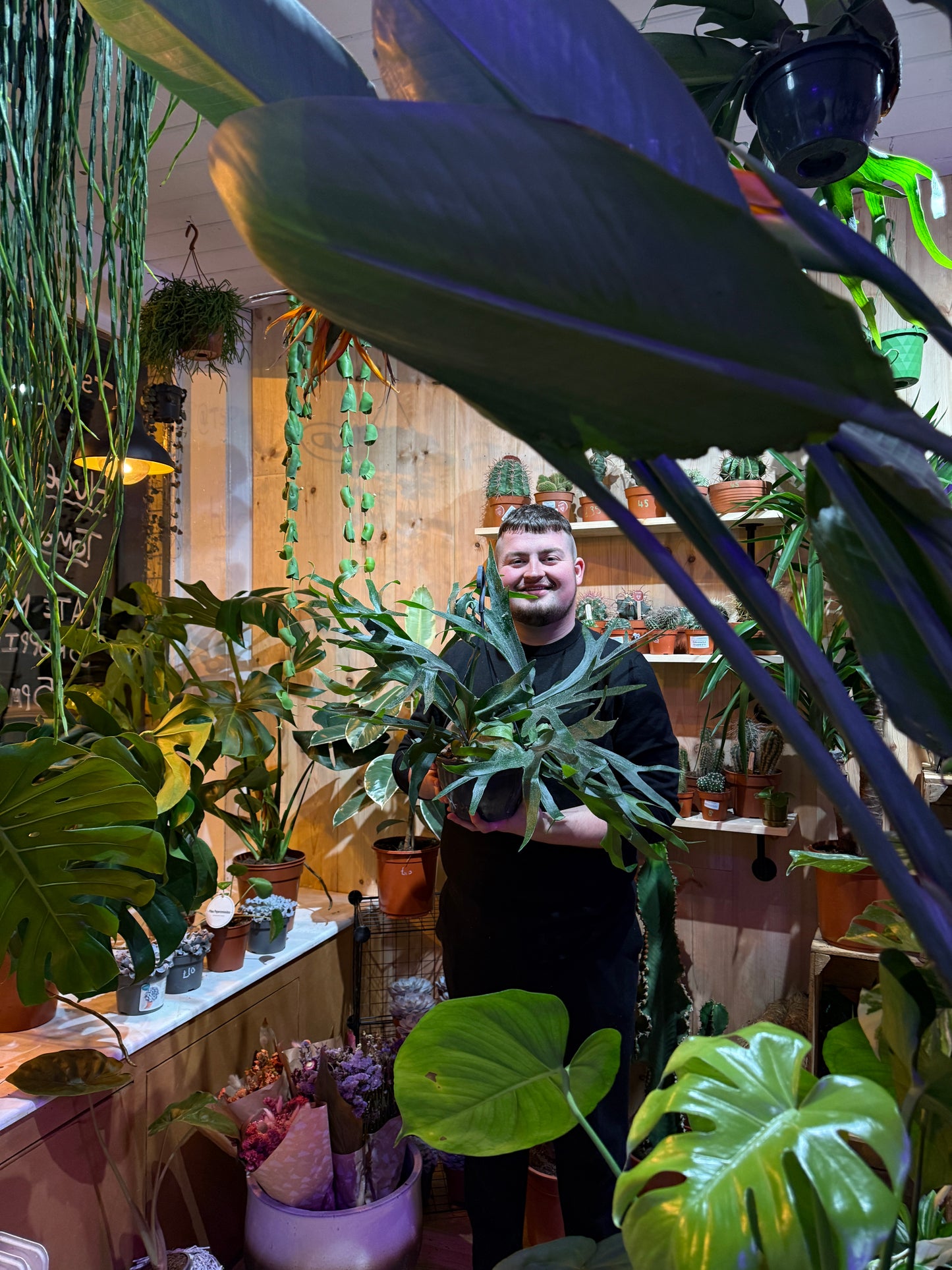 Platycerium bifurcatum – The Majestic Staghorn Fern