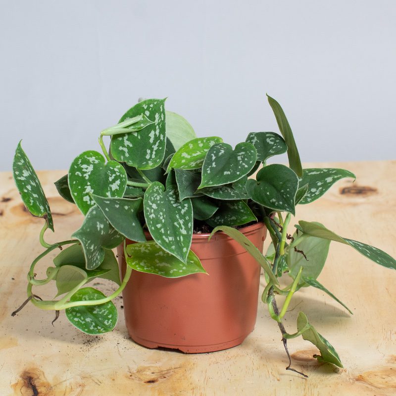 Satin Pothos | Scindapsus Pictus Argyraeus 13cm pot