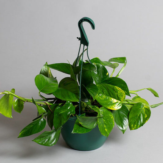 Golden Pothos | Scindapsus Aureus Hanging Pot 20cm