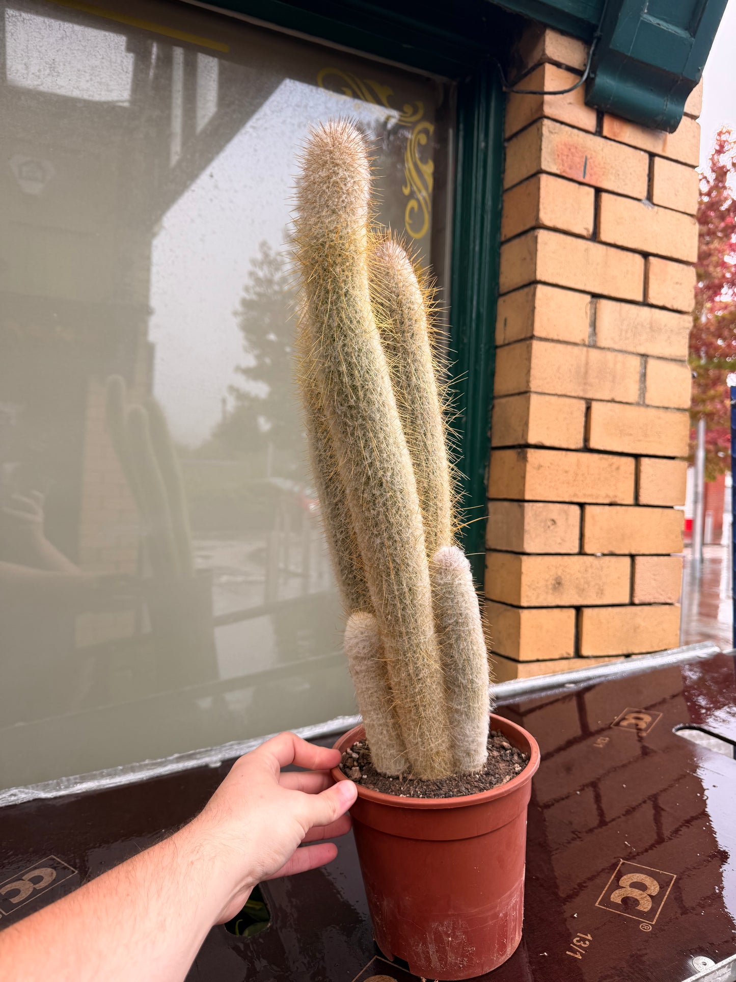 Austrocephalocereus dybowskii XXL