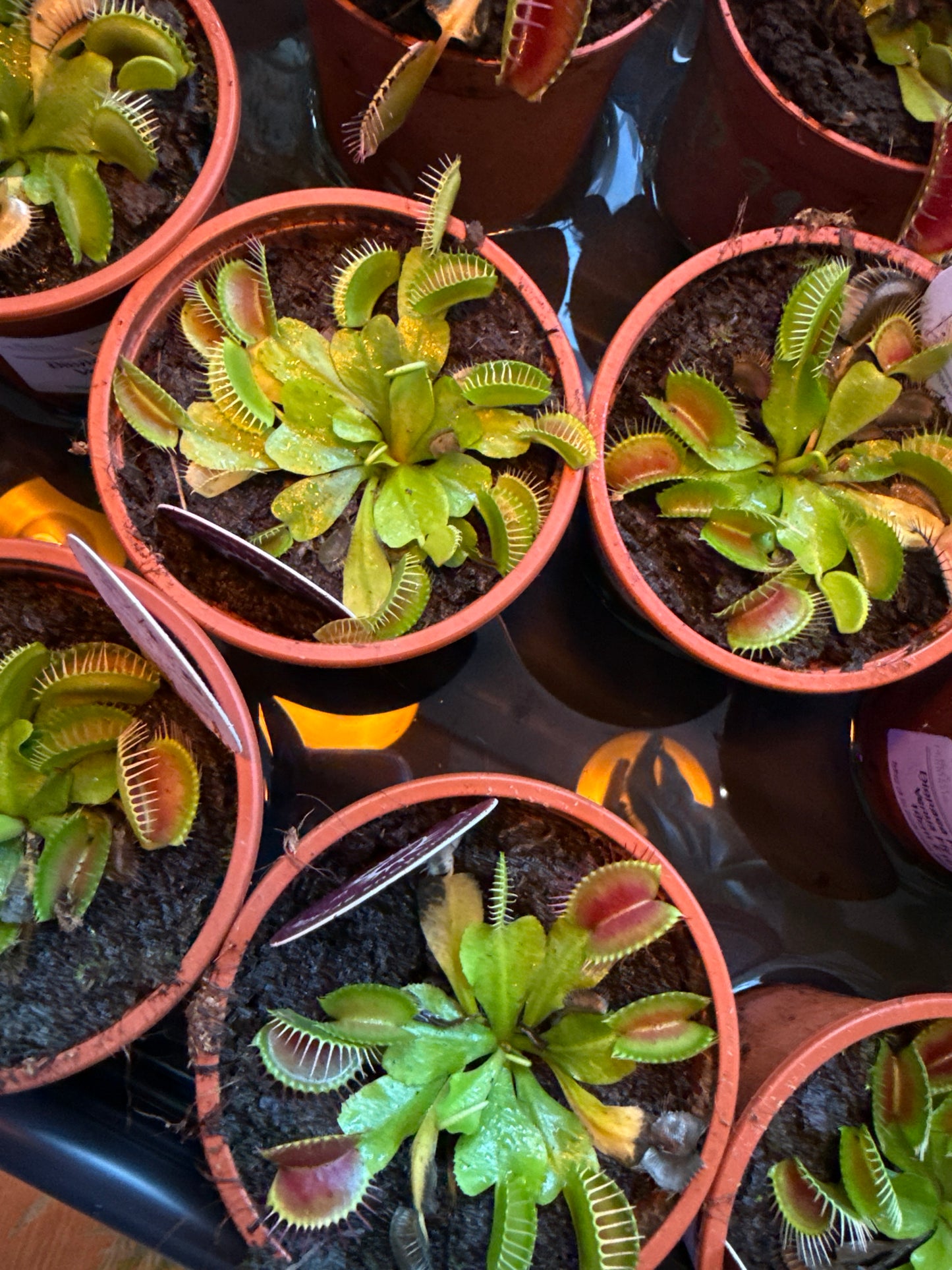 Dionaea muscipula – The Venus Flytrap