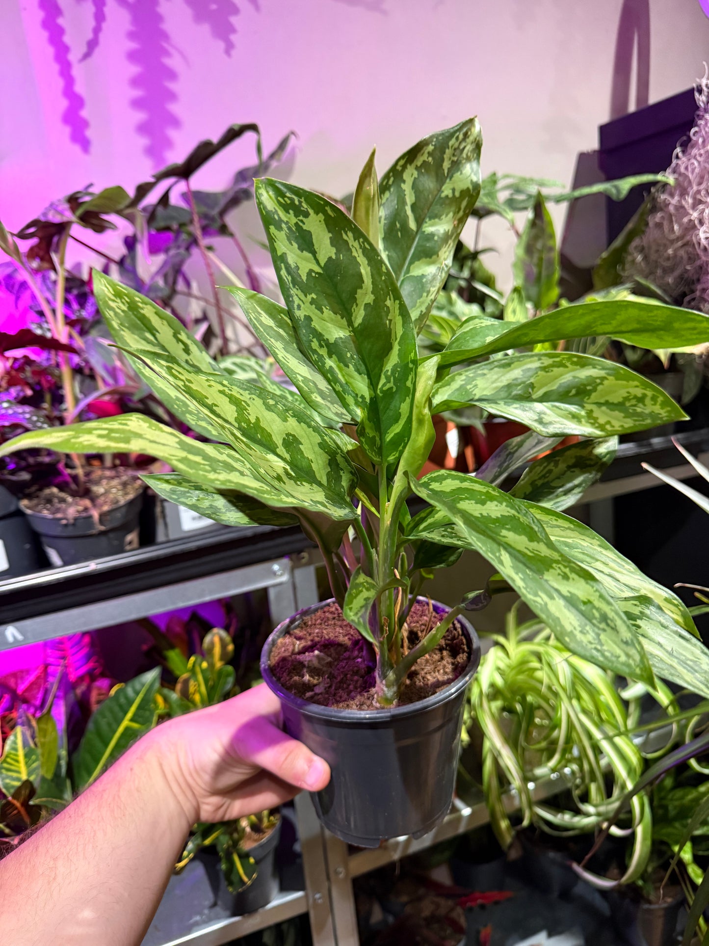 Aglaonema ‘Maria’