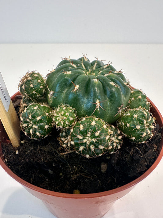 Matucana Polzii