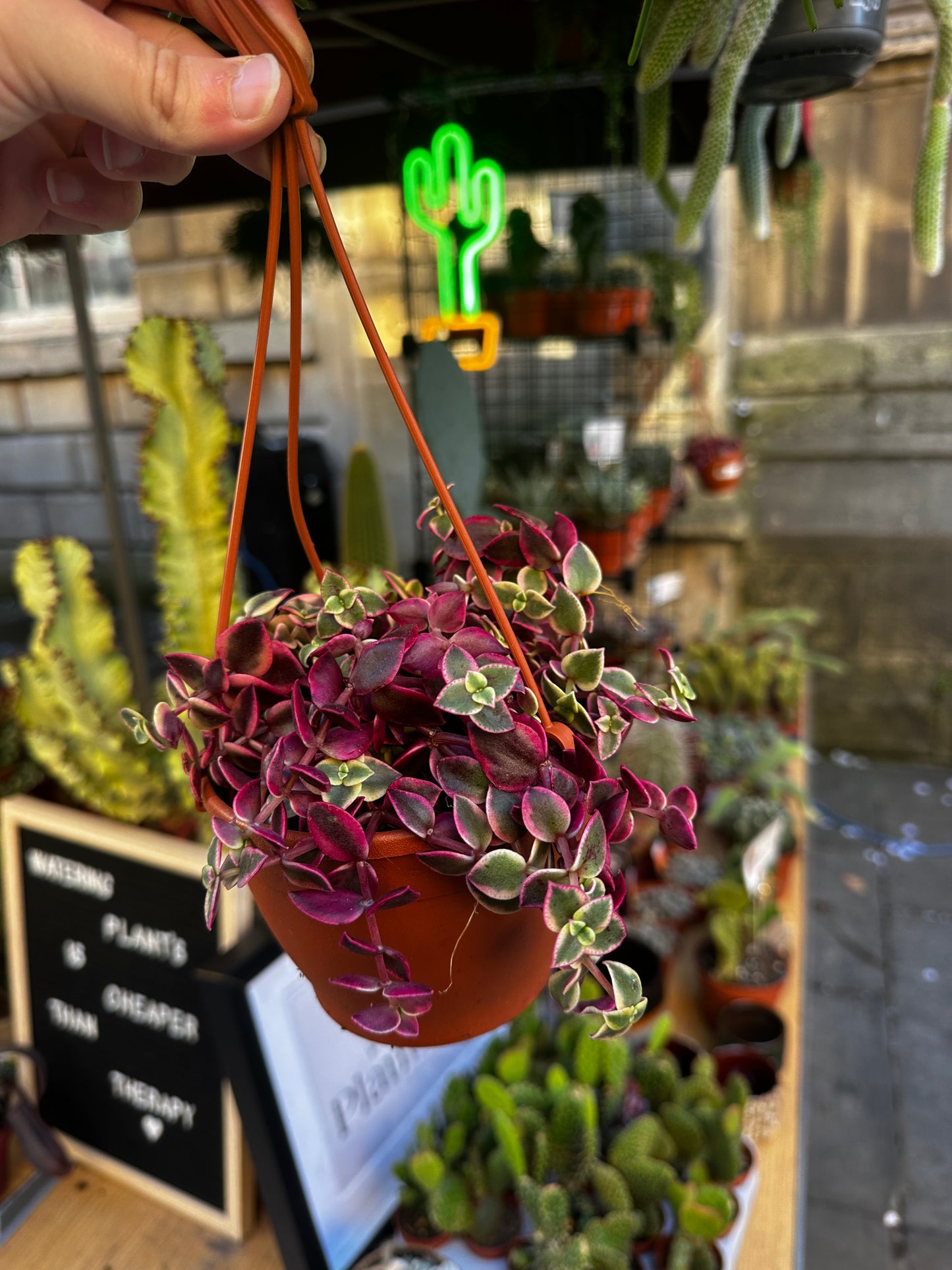 Crassula marginalis