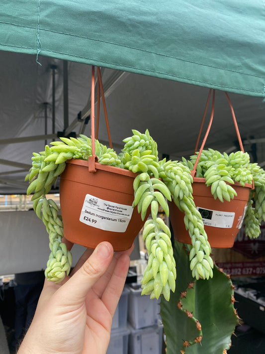 Donkey's Tail | Sedum morganianum Hanging