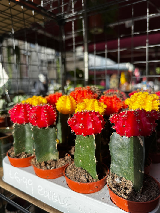 Gymnocalycium mihanovichii ‘Japan’ – The Moon Cactus Marvel