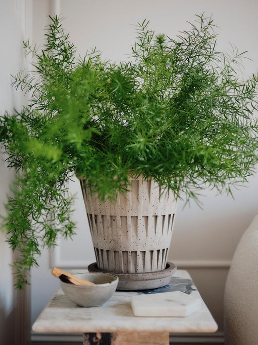 Bergs Potter Pantheon RAW Grey 12cm Pot