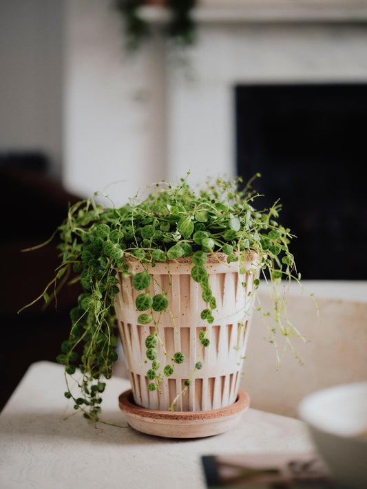 Bergs Potter Pantheon RAW Rosa 25cm Pot