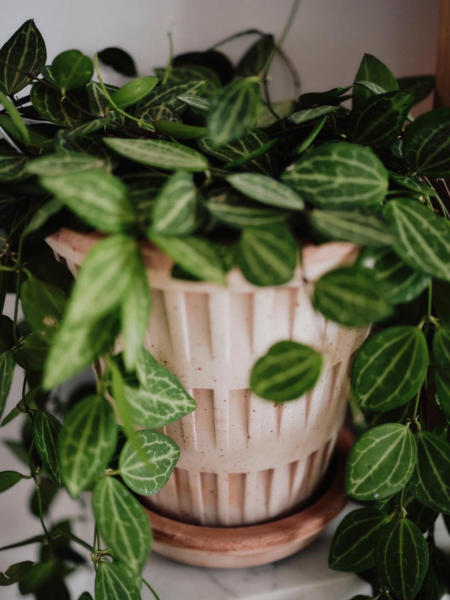 Bergs Potter Pantheon RAW Rosa 12cm Pot