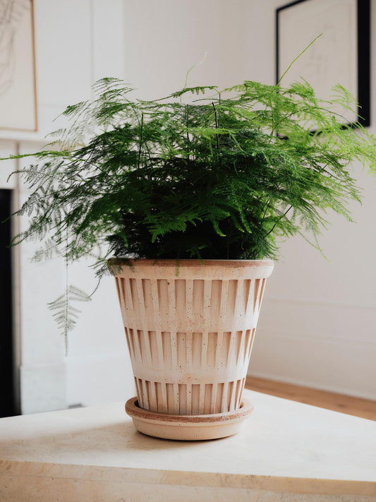Bergs Potter Pantheon RAW Rosa 12cm Pot