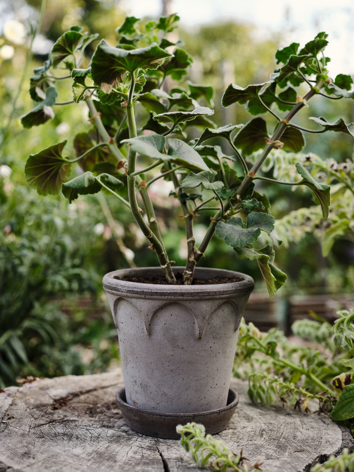 Bergs Potter Elizabeth RAW Grey 12cm Pot