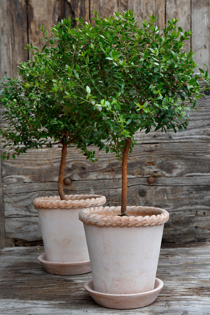 Bergs Potter Emilia Pot + Saucer
