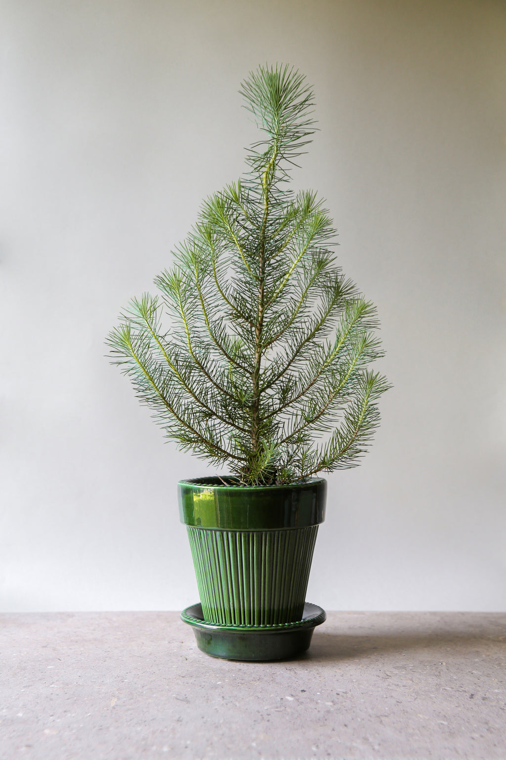 Bergs Potter Simona Glazed Emerald Green 12cm Pot