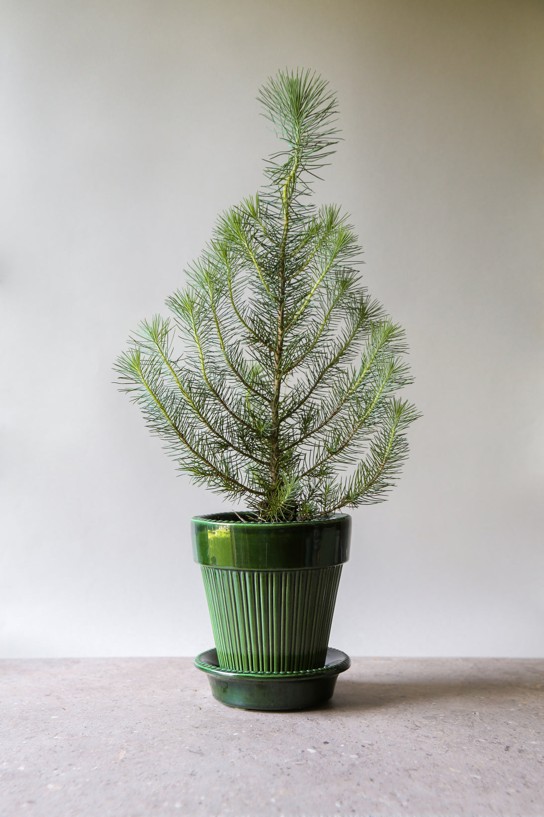 Bergs Potter Simona Glazed Emerald Green 12cm Pot