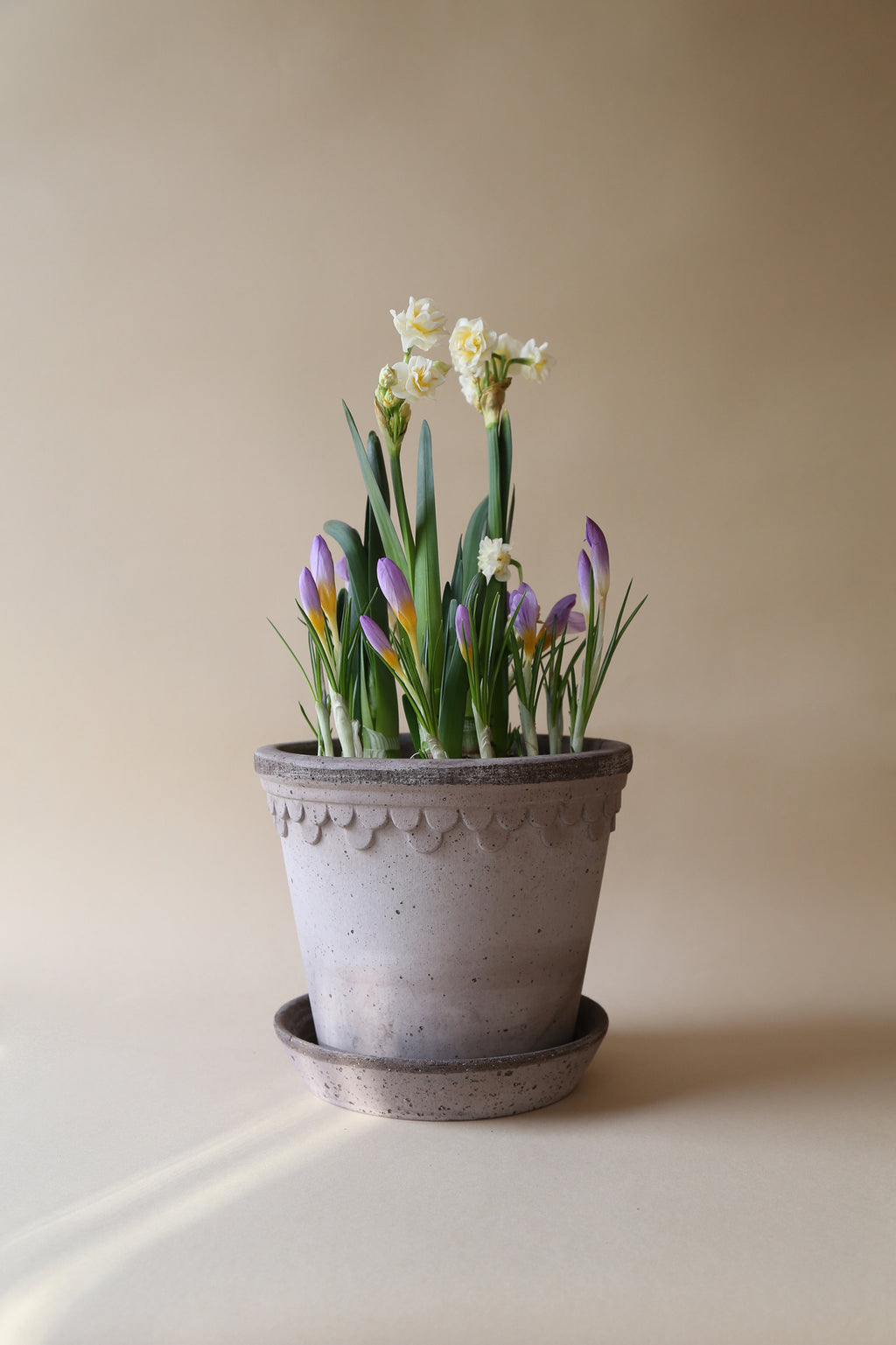 Bergs Potter Københavner RAW Grey 10cm Pot