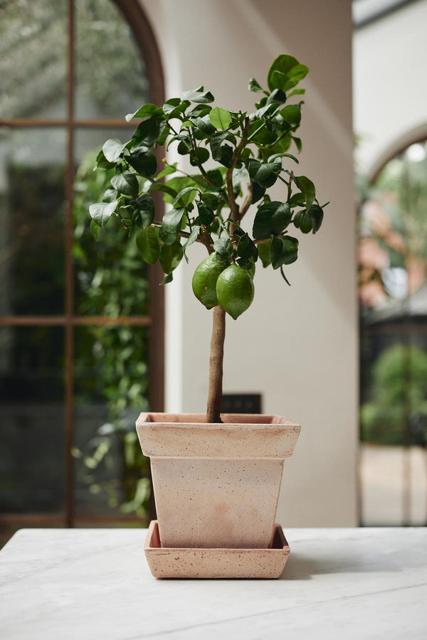 Bergs Potter Gaia Pot + Saucer