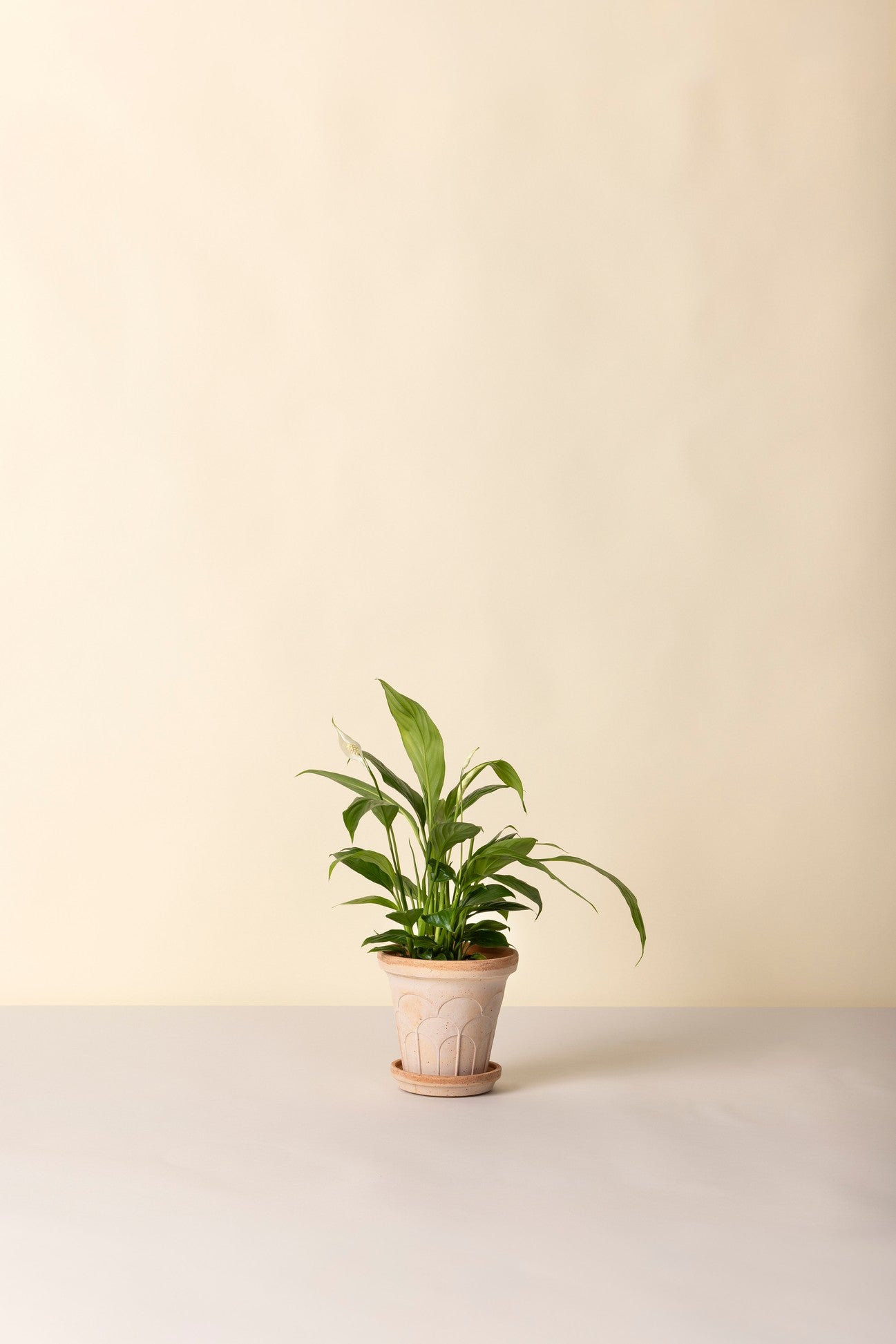 Bergs Potter Fleur Pot + saucer