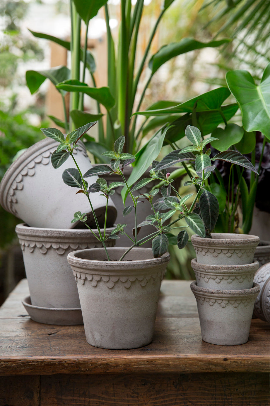 Bergs Potter Københavner RAW Grey 10cm Pot