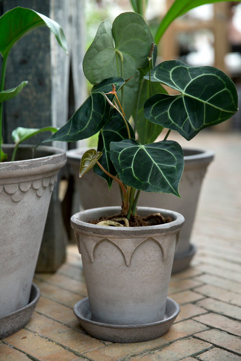Bergs Potter Elizabeth RAW Grey 12cm Pot