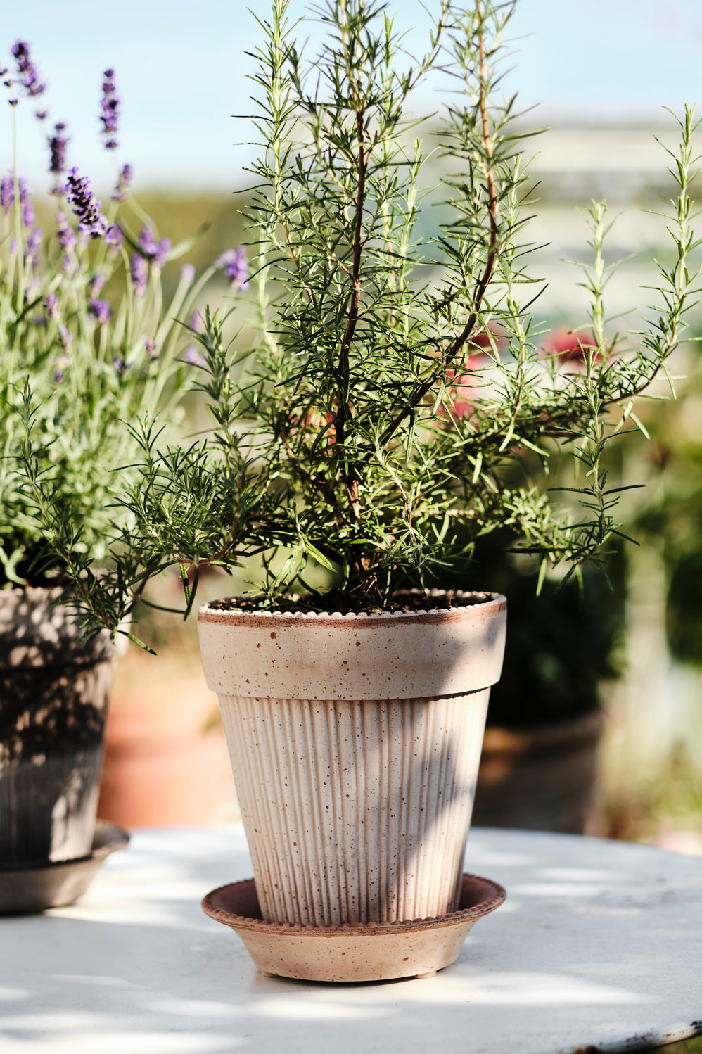 Bergs Potter Simona RAW Rosa 14cm Pot