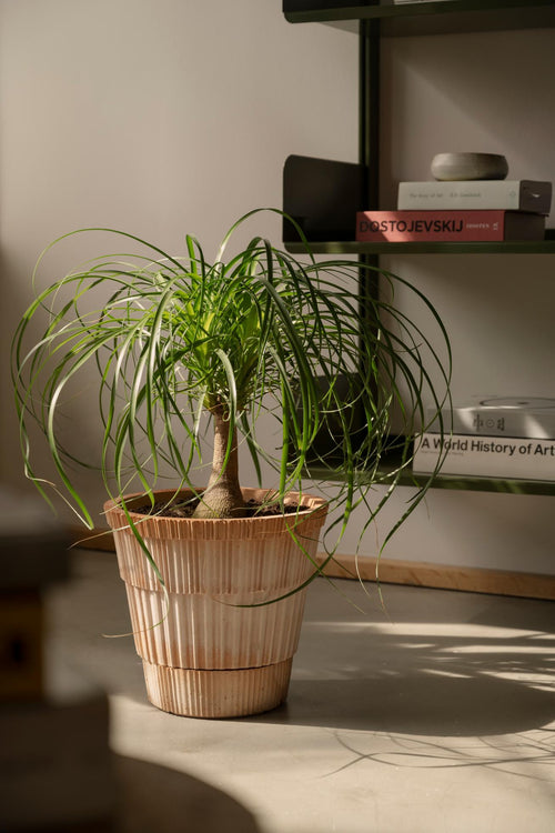 Bergs Potter Atlas Pot + Saucer