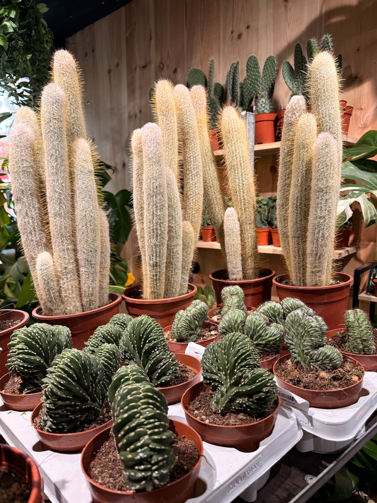 Austrocephalocereus dybowskii XXL
