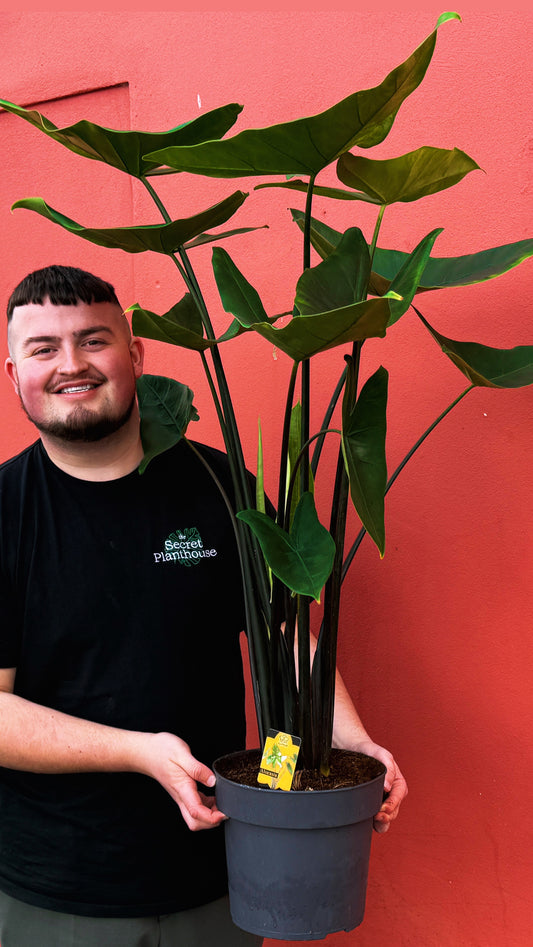 Alocasia Black Zebrina 130cm