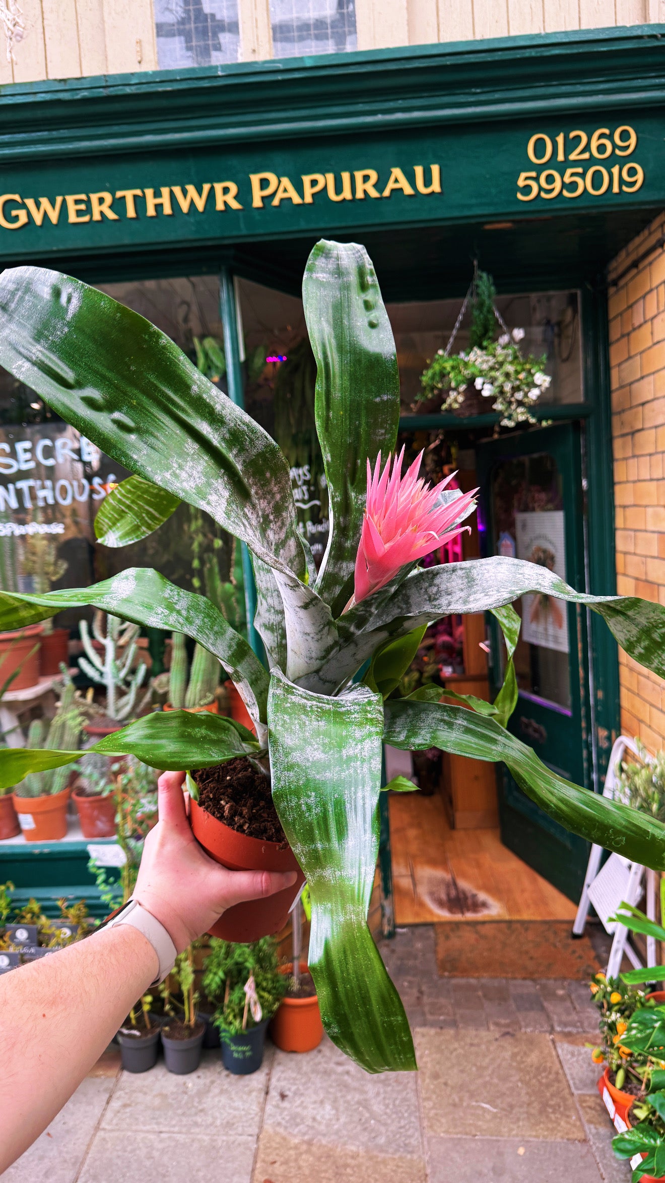 Aechmea fasciata 'Primera' Grande XXL