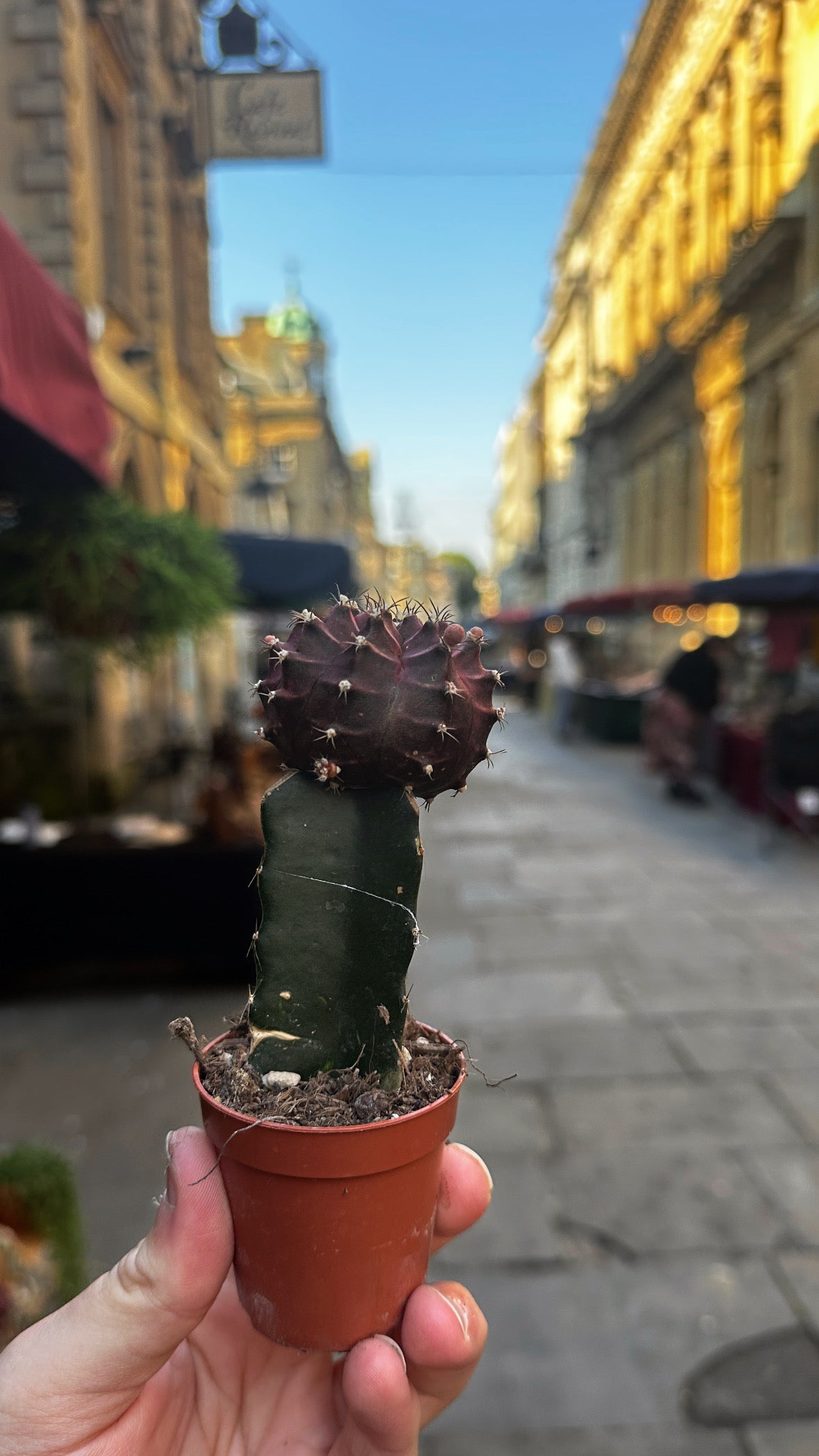 Gymnocalycium mihanovichii ‘Japan’ – The Moon Cactus Marvel