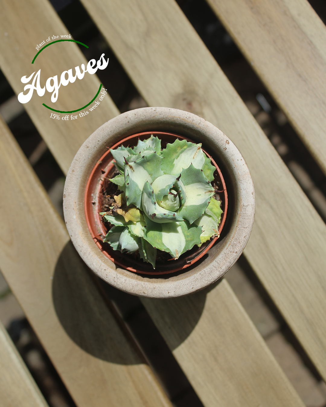 Agave isthmensis ‘Ohi Raijin Shiro Nakafu’