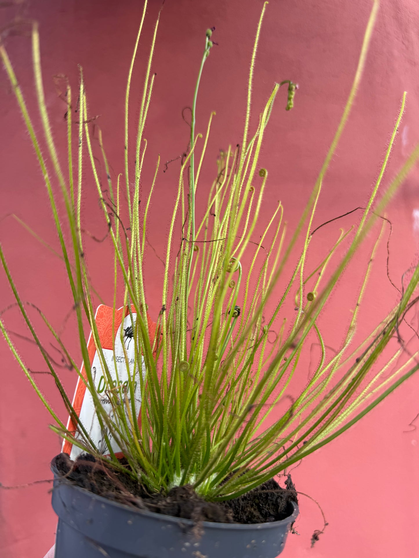 Drosera (Mixed)