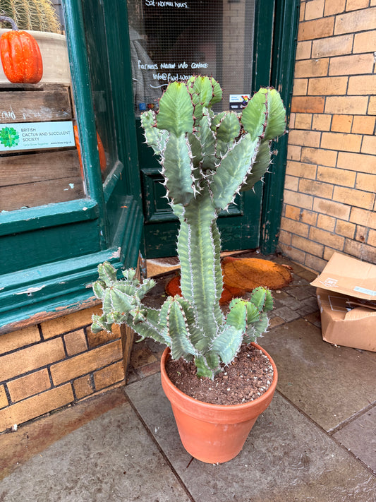 Euphorbia cooperi 31 cm pot