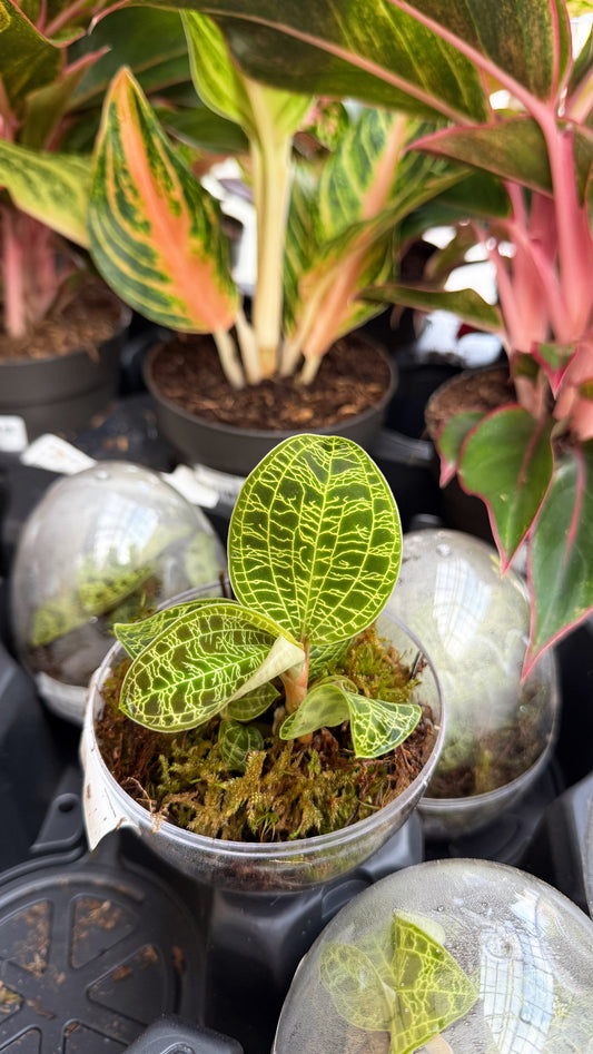 Jewel Orchid Terrarrium