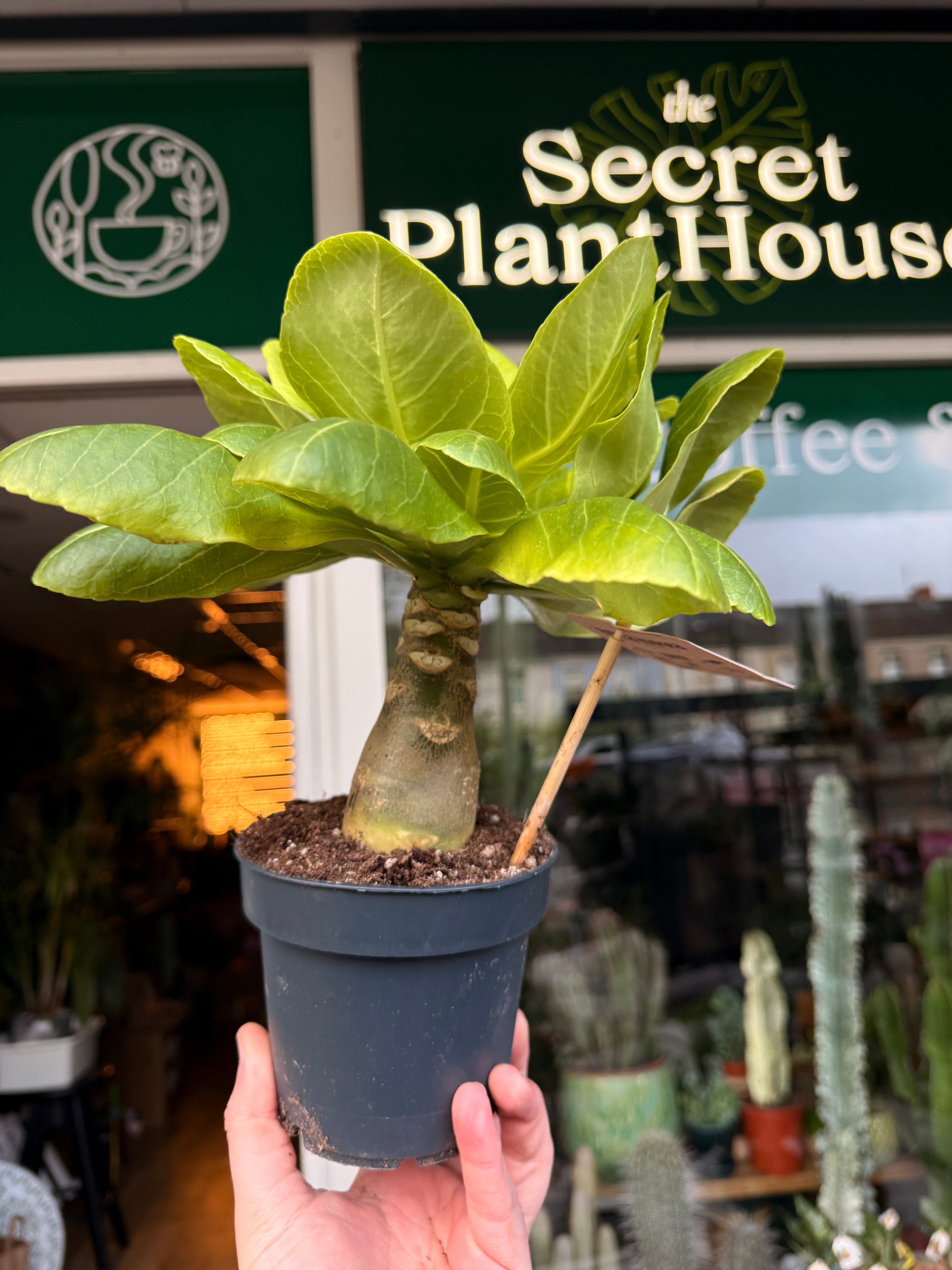 Brighamia Hawaiian Palm