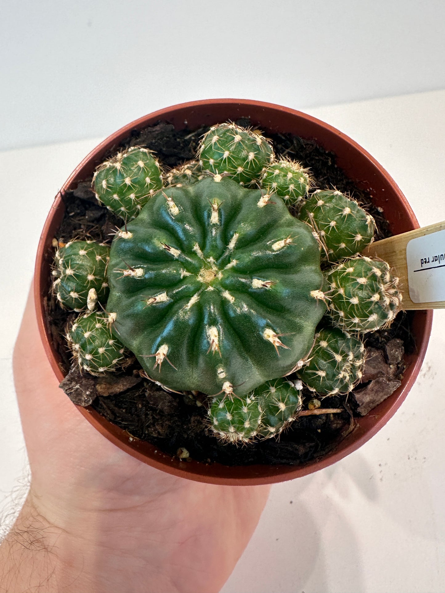 Matucana Polzii