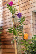 Vanda Hybrid Orchid