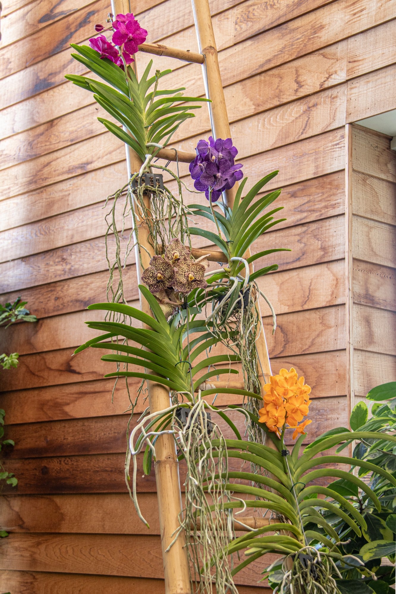 Vanda Hybrid Orchid