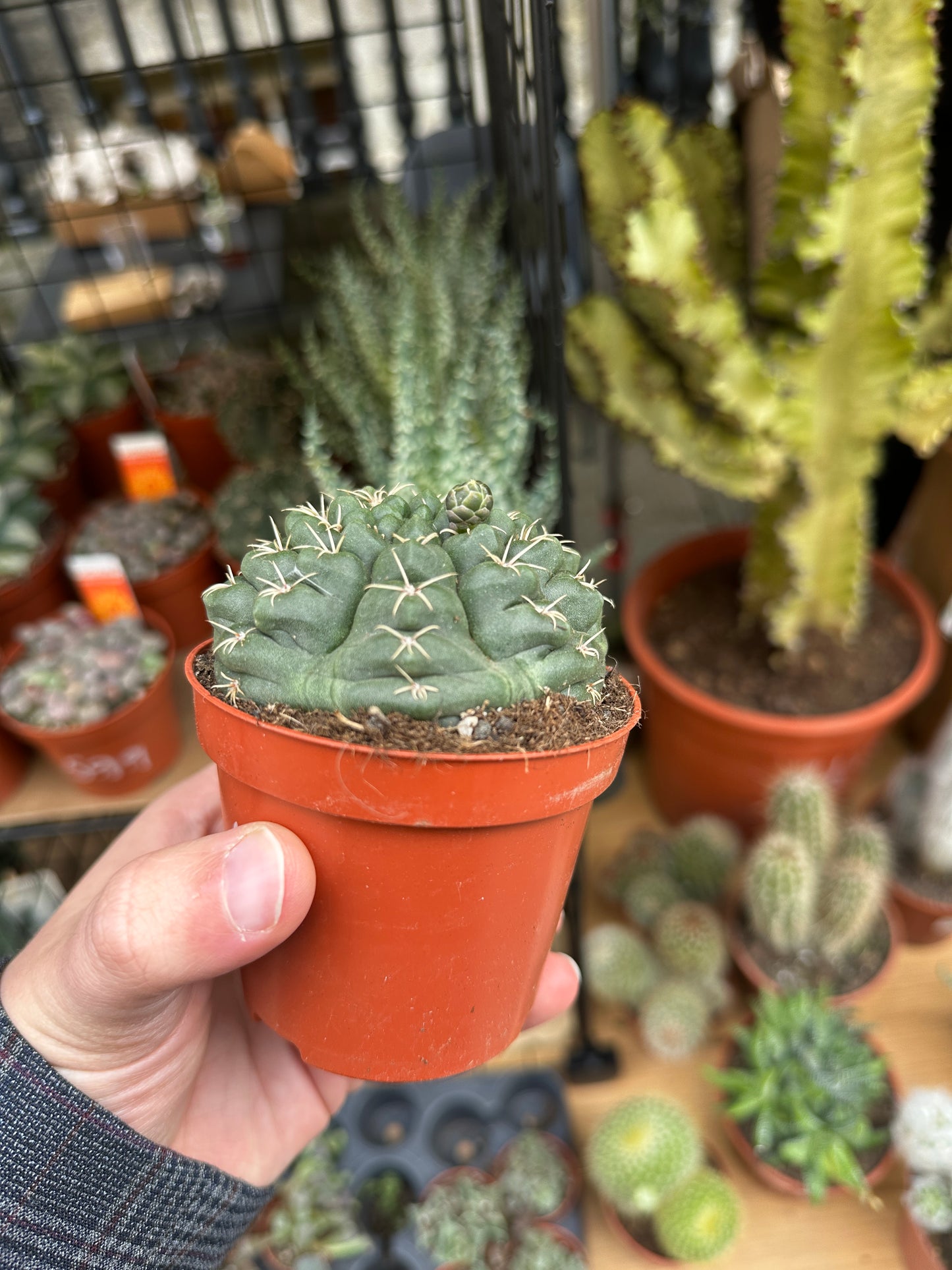 Gymnocalycium baldianum