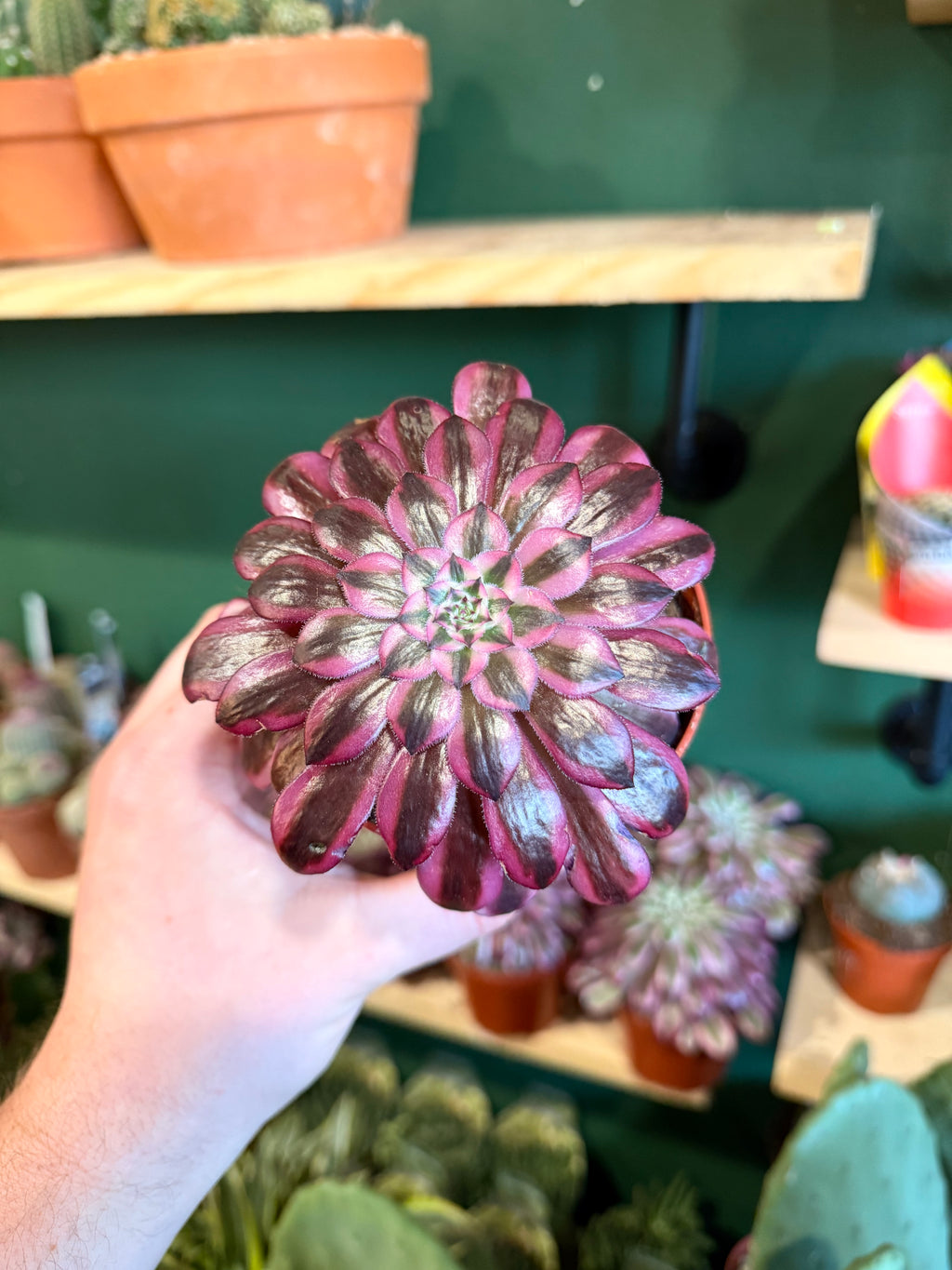 Aeonium Nigrum