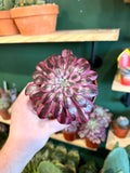 Aeonium Nigrum
