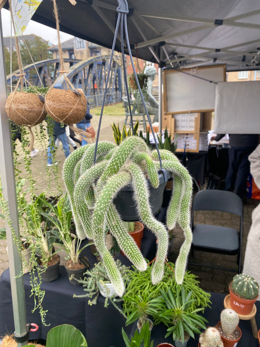 Monkey Tail Cactus (Hildewintera colademononis)