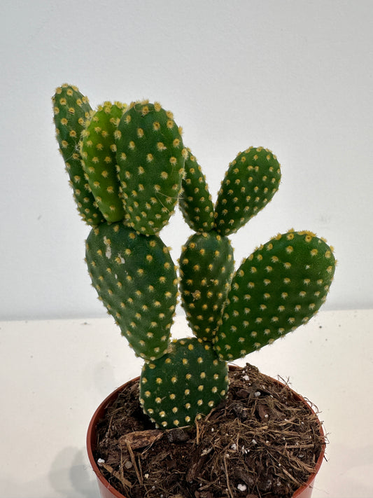 Opuntia Microdasys