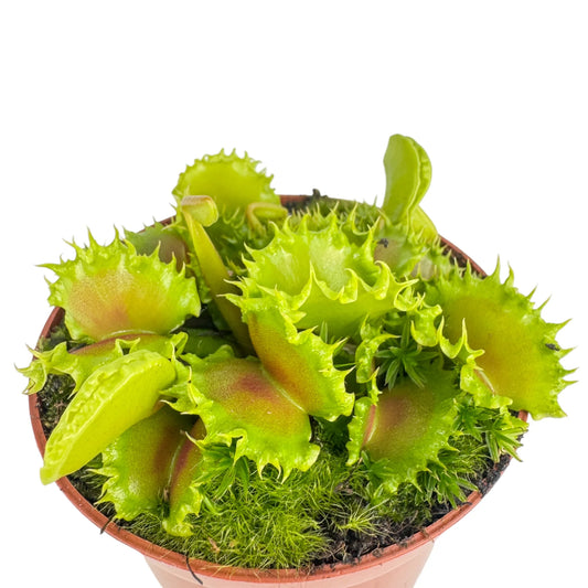 Dionaea muscipula ‘Zipp’ - RARE!