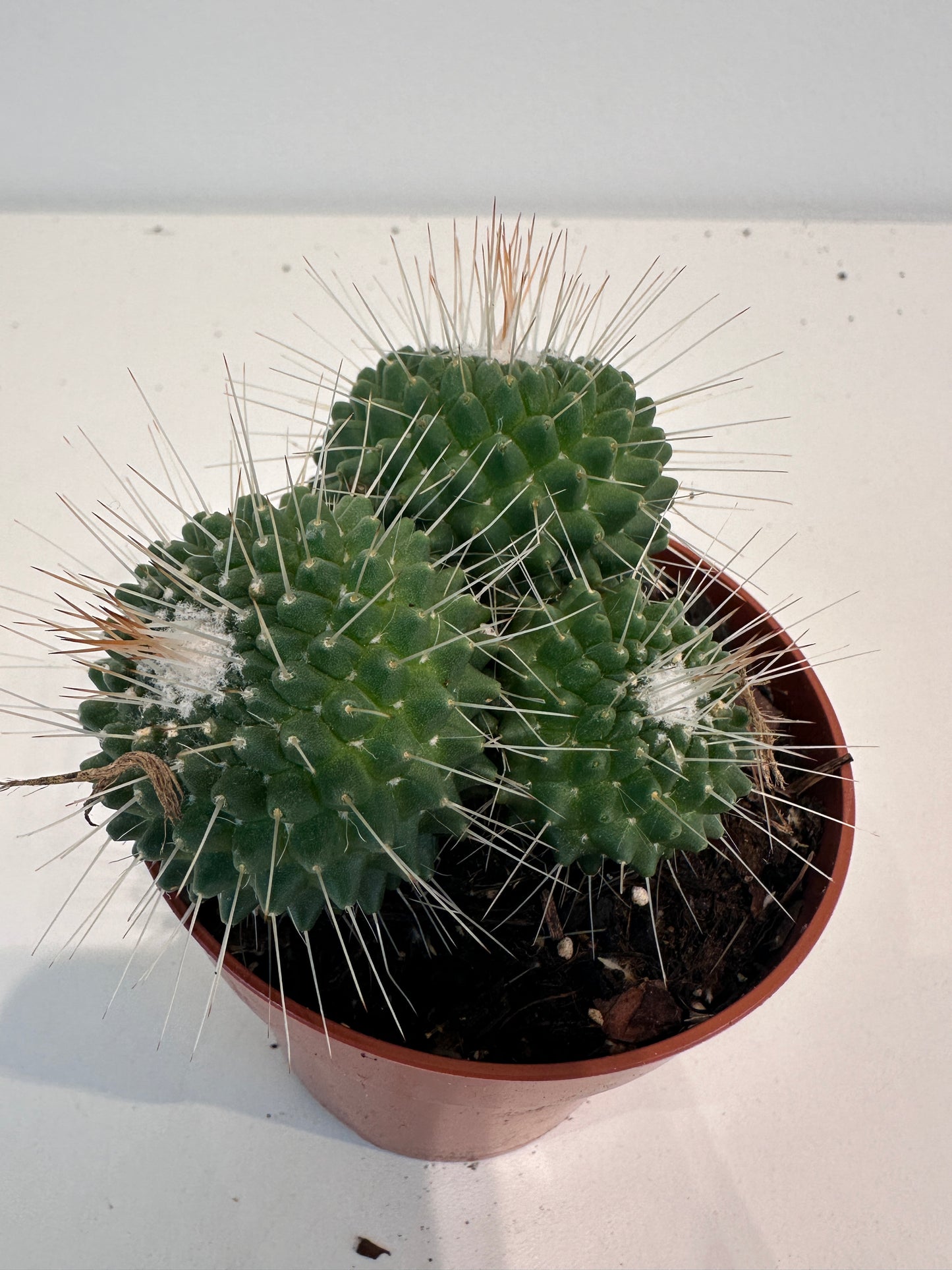 Mammillaria Spinosissima 'Un Pico'