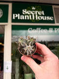 Astrophytum Ornatum