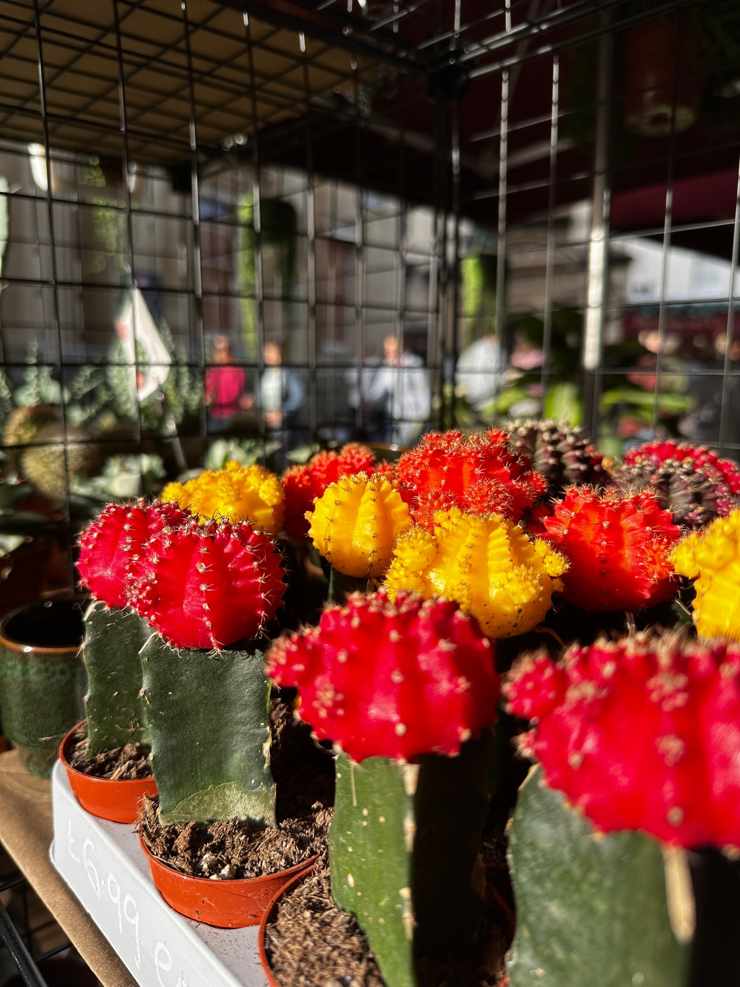 Gymnocalycium mihanovichii ‘Japan’ – The Moon Cactus Marvel